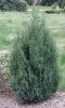 JUNIPERUS CHINENSIS ''STRICTA''